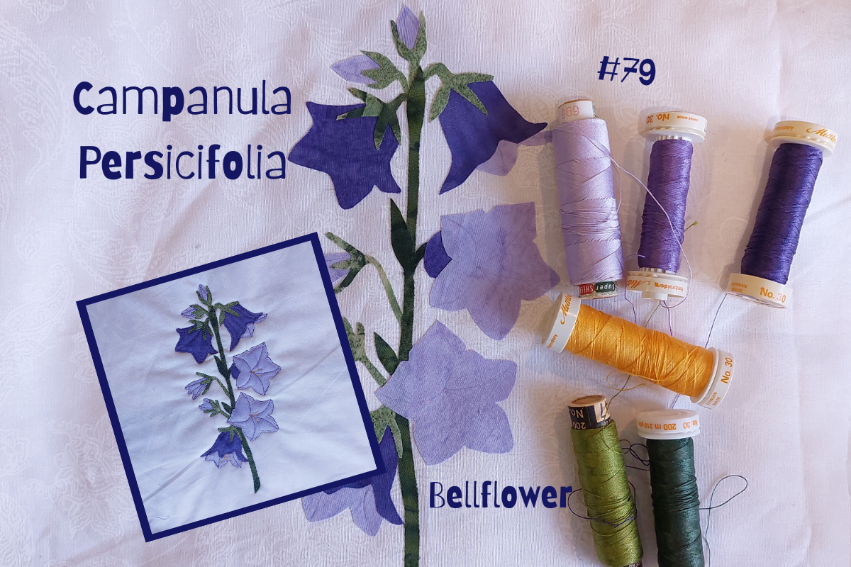 Campanula Persicifolia Bellflower block with threads